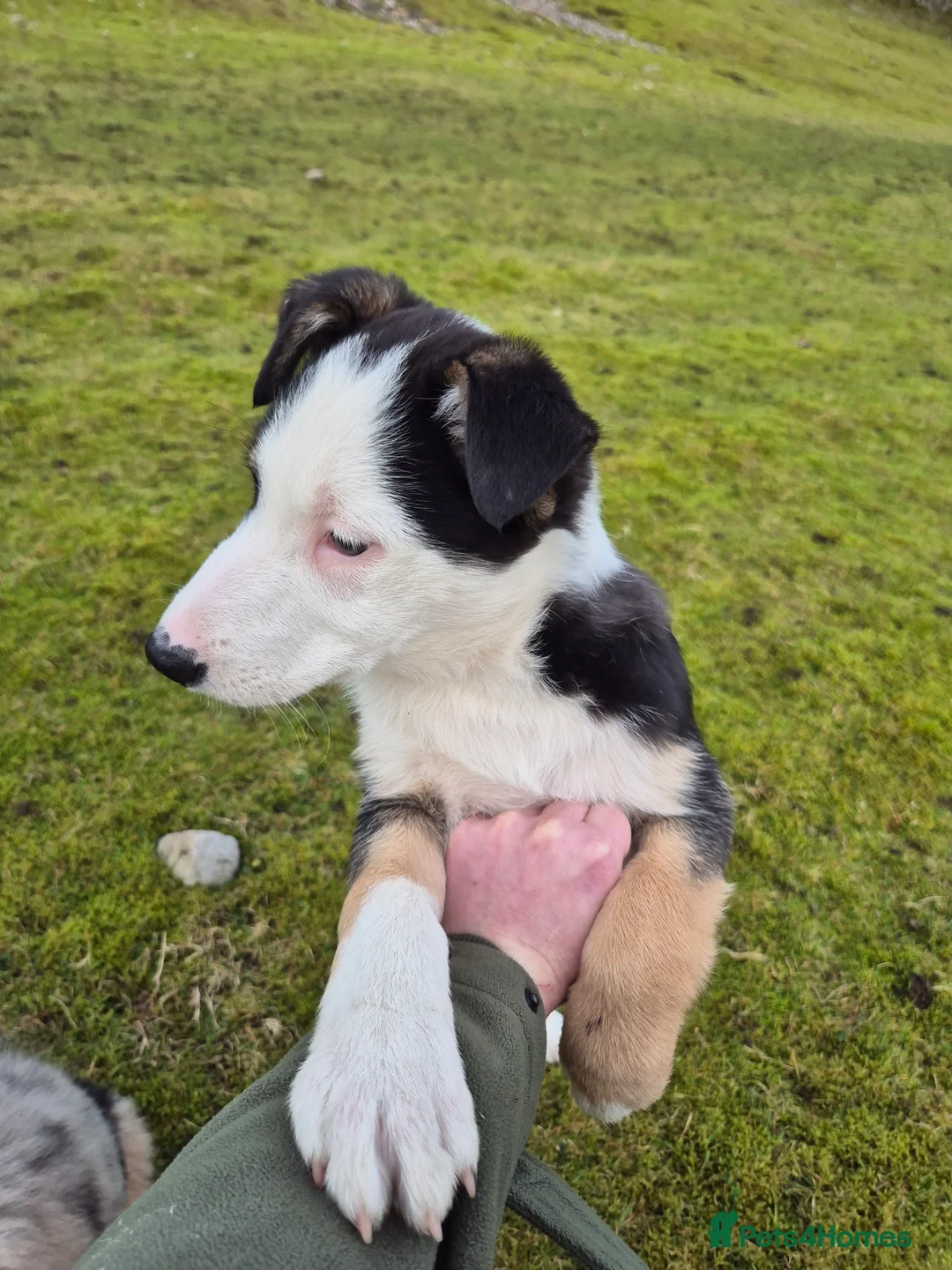 Border Collie dogs for sale: Tri Coloured Border Collie - Advert 4