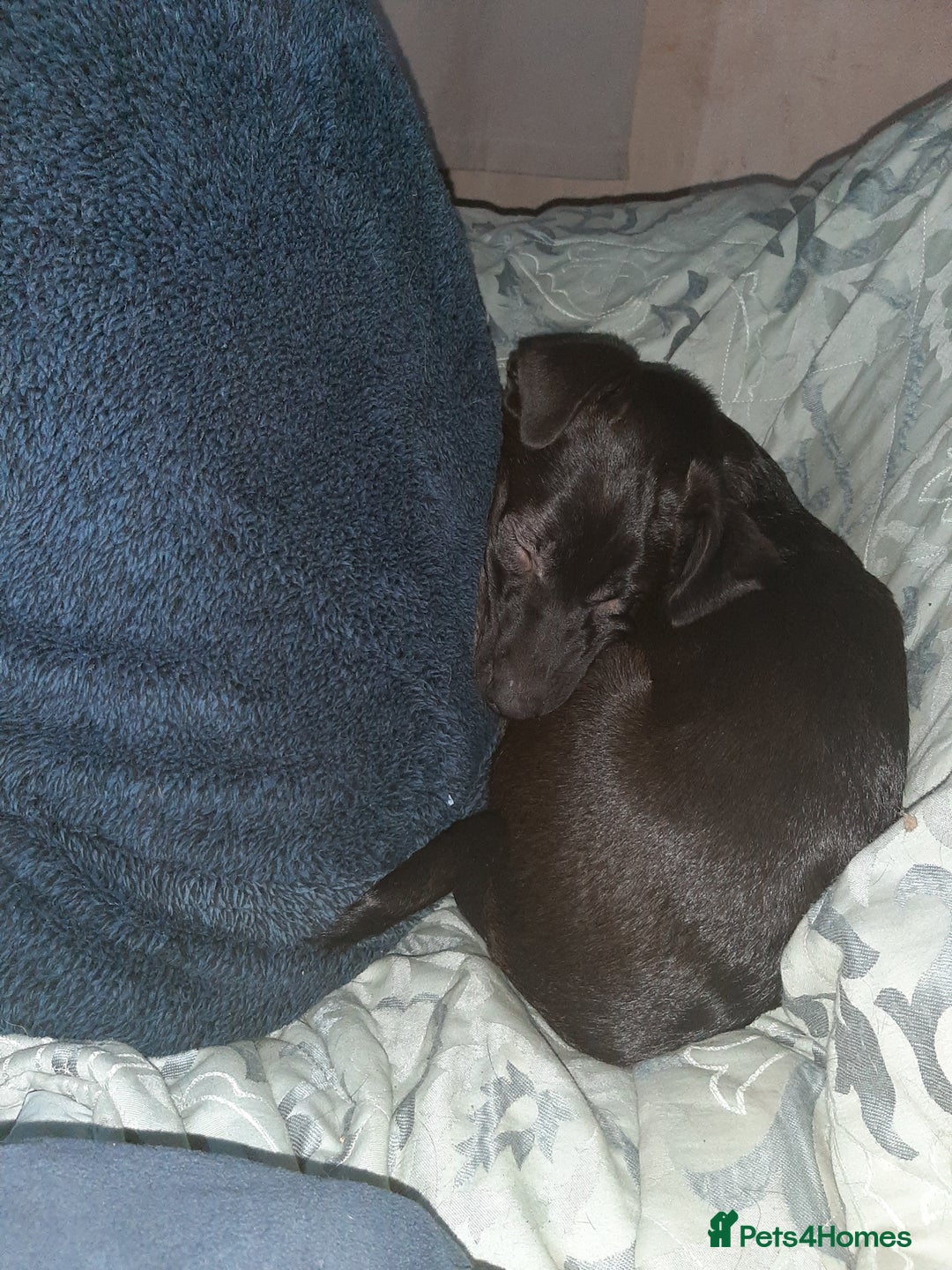 Mixed Breed dogs for sale: Gsd x Mali x Staffy - Advert 12