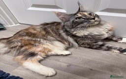 Maine Coon cats for sale: Beautiful Maine coon queen, active pedigree  - Image 3