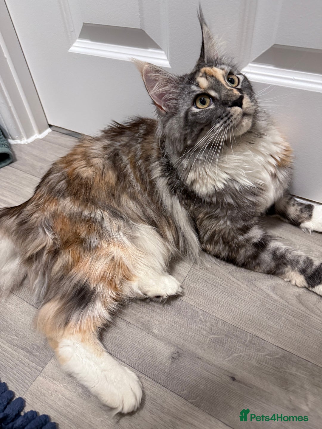 Maine Coon cats for sale: Beautiful Maine coon queen, active pedigree  - Image 3