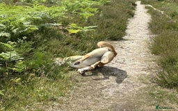 Mixed Breed dogs for adoption: Cristina - Norwich Norfolk  - Image 35