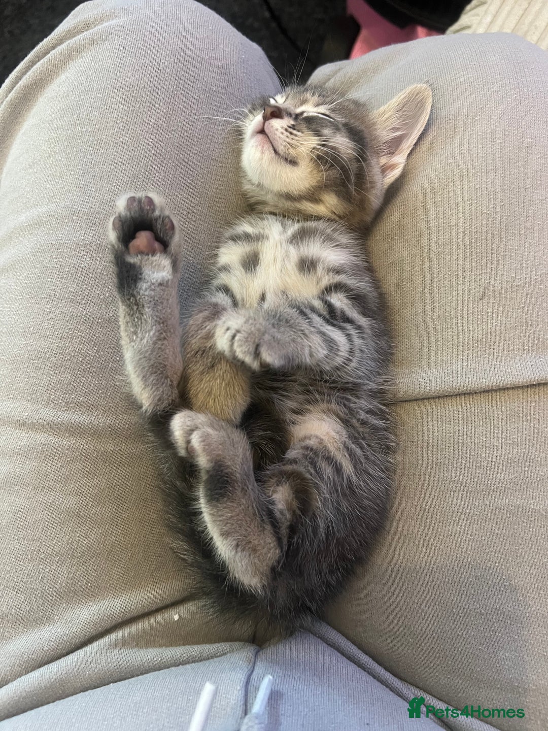Domestic Shorthair cats for sale: 3 kittens for sale - Image 14
