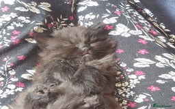 Mixed Breed cats for sale: Beautiful girl  - Image 17