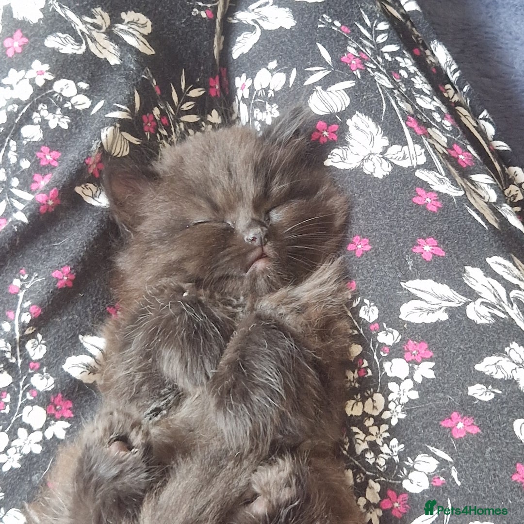 Mixed Breed cats for sale: Beautiful girl  - Image 17