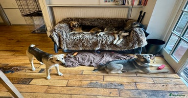 Mixed Breed dogs - Advert 4