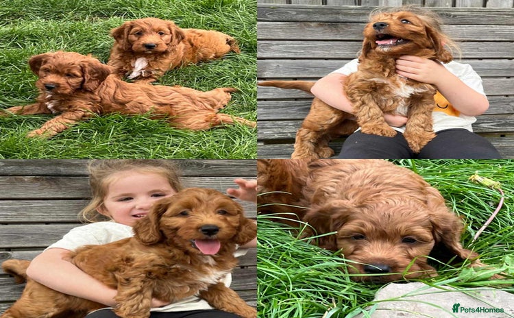 Irish Doodle dogs - Advert 1