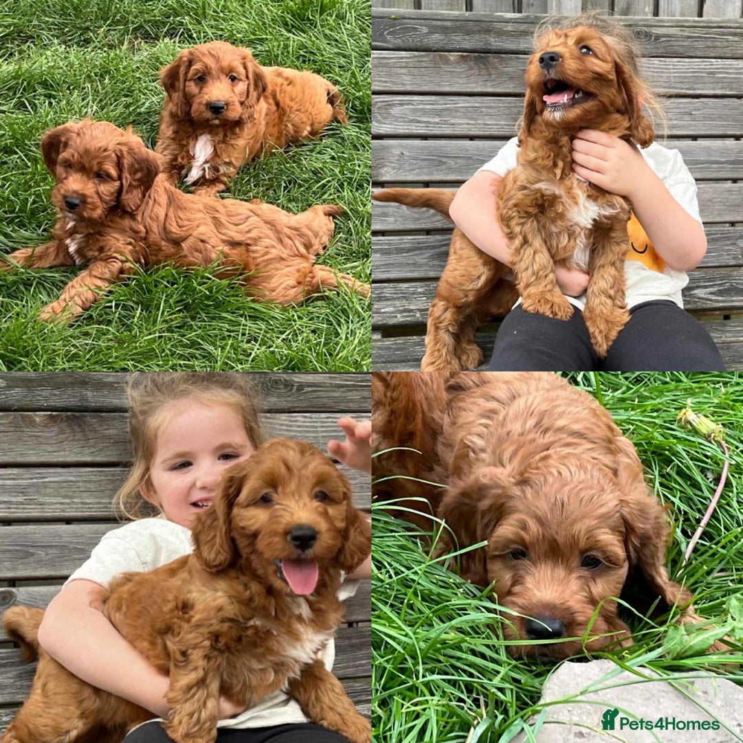 Irish Doodle dogs for sale: IRISH DOODLE puppies for sale - Image 1