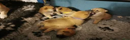Japanese Shiba Inu dogs for sale: 5 Beautiful Shiba puppies looking for their home - Advert 24