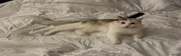 Ragdoll cats for sale: Beautiful Ragdoll Mix Kittens –  Litter Ready Soon in Nottingham - Advert 8