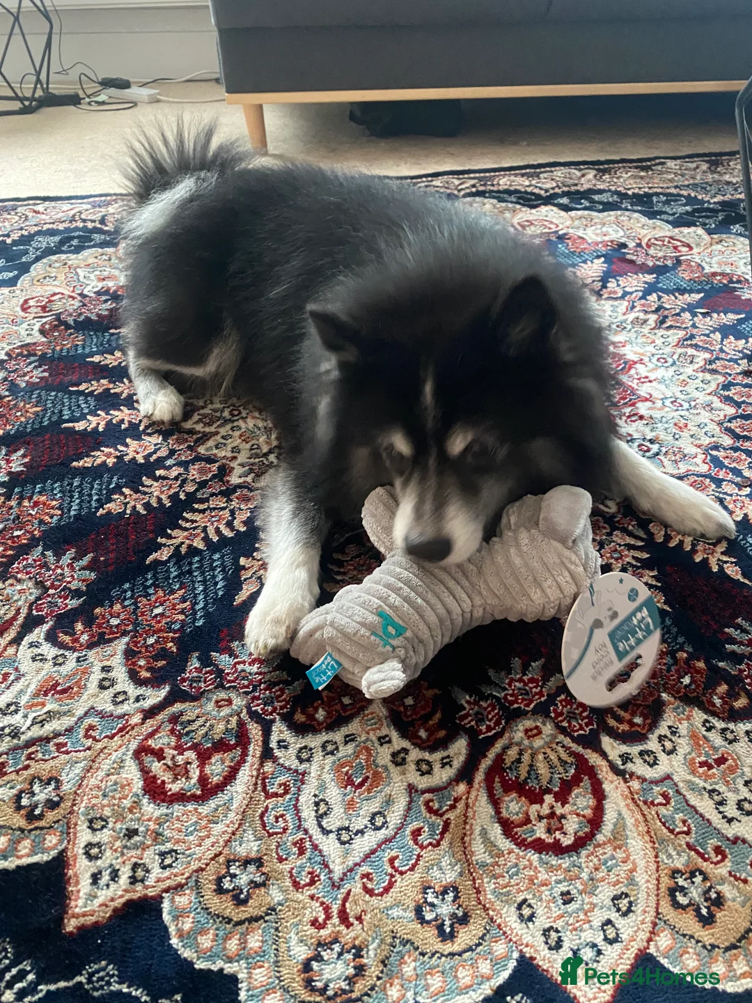 Pomsky dogs for stud: Pomsky for Stud - Advert 13