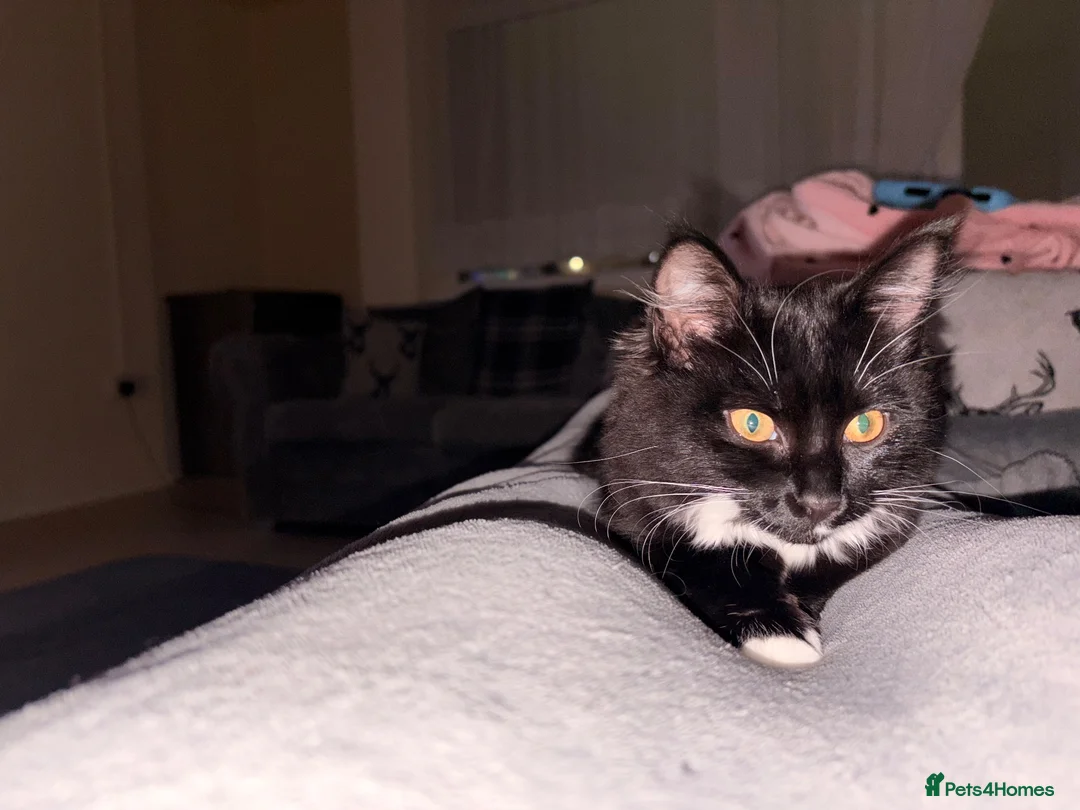 Mixed Breed cats for sale: 1 year old kitty to rehome - Advert 5