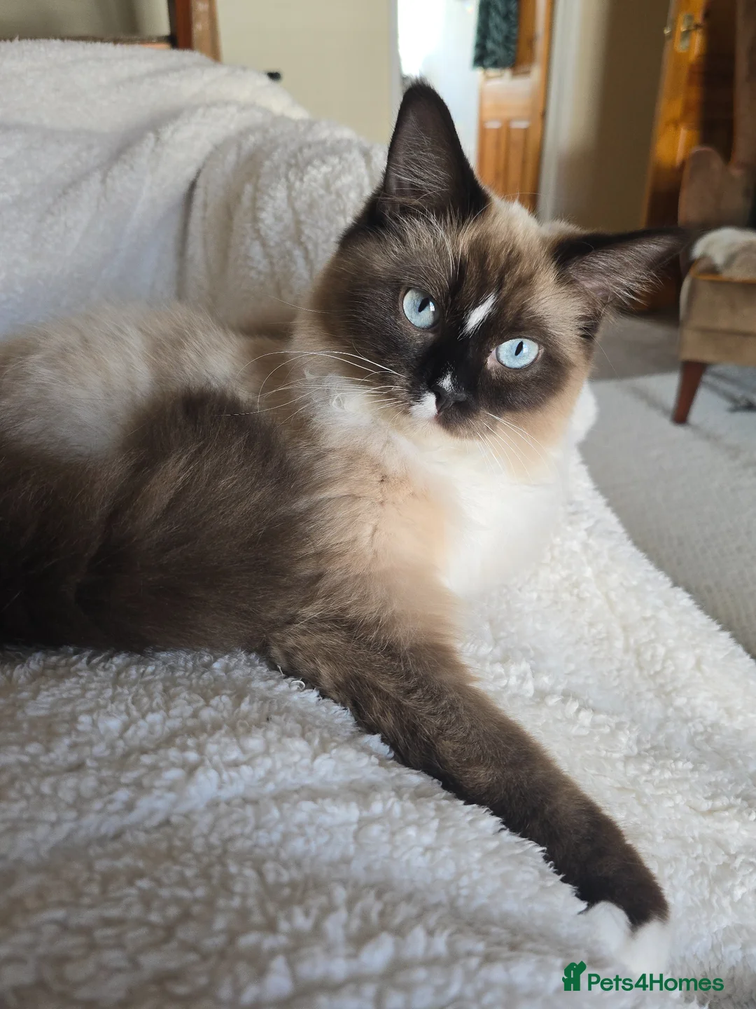 Ragdoll cats for sale: Stunning bonded Ragdoll Pair in Cranbrook - Advert 2