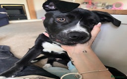 Mixed Breed dogs for sale: Bruno needs a new home!  - Image 3