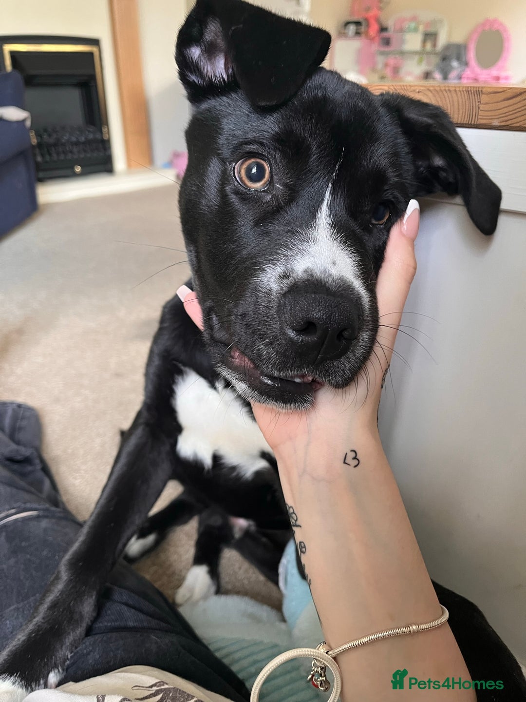 Mixed Breed dogs for sale: Bruno needs a new home!  - Image 3
