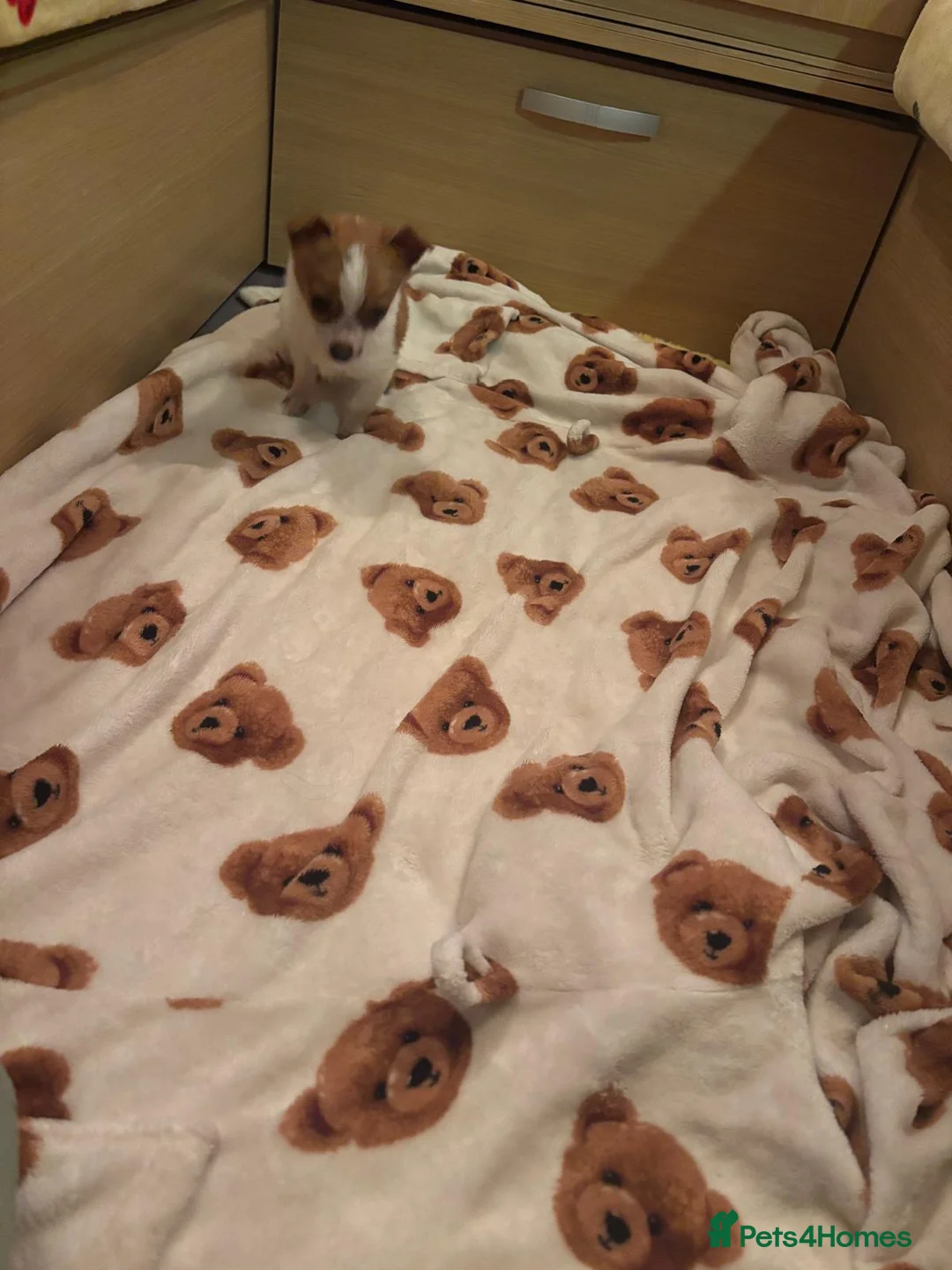 Jack Russell dogs for sale: Gorgeous Miniature Jack Russell  - Advert 2