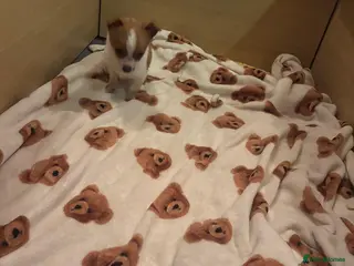 Jack Russell dogs Gorgeous Miniature Jack Russell - Advert 1