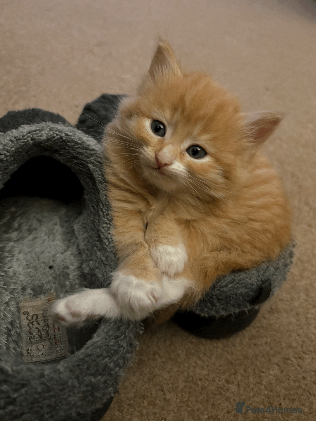 Mixed Breed cats for sale: Seven gingers, bundles of joy! - Advert 1