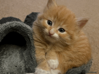 Mixed Breed cats Seven gingers, bundles of joy! - Advert 2