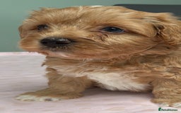 Maltipoo dogs for sale: Beautiful maltipoo puppies - Image 9