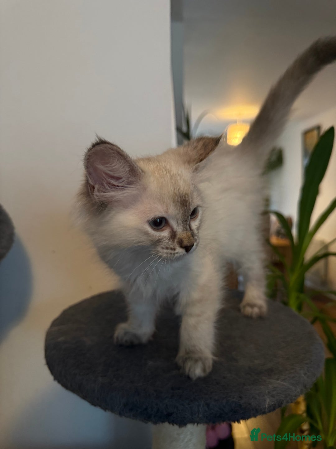 Ragdoll cats for sale: Pedigree Point Ragdoll kittens  - Image 11