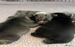 French Bulldog dogs for sale: 5 beautiful French bulldogs for sale - Image 5