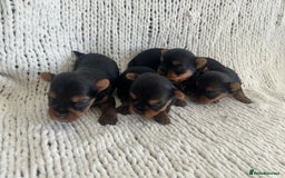 Yorkshire Terrier dogs for sale: 1 BOY KCRegistered tiny Yorkshire Terrier puppies in Melton Mowbray - Image 7