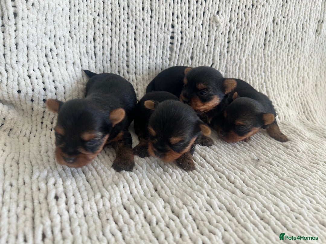 Yorkshire Terrier dogs for sale: 1 BOY KCRegistered tiny Yorkshire Terrier puppies in Melton Mowbray - Image 7