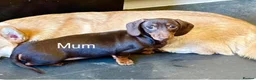Miniature Dachshund dogs for sale: Chocolate & tan mini smooth dachshund puppy - Advert 6