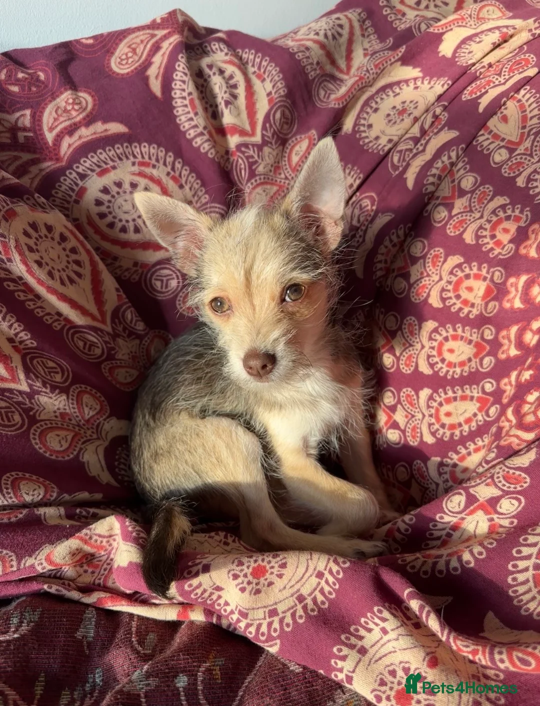 Chipoo dogs for sale: Chipoo Puppy  - Advert 11