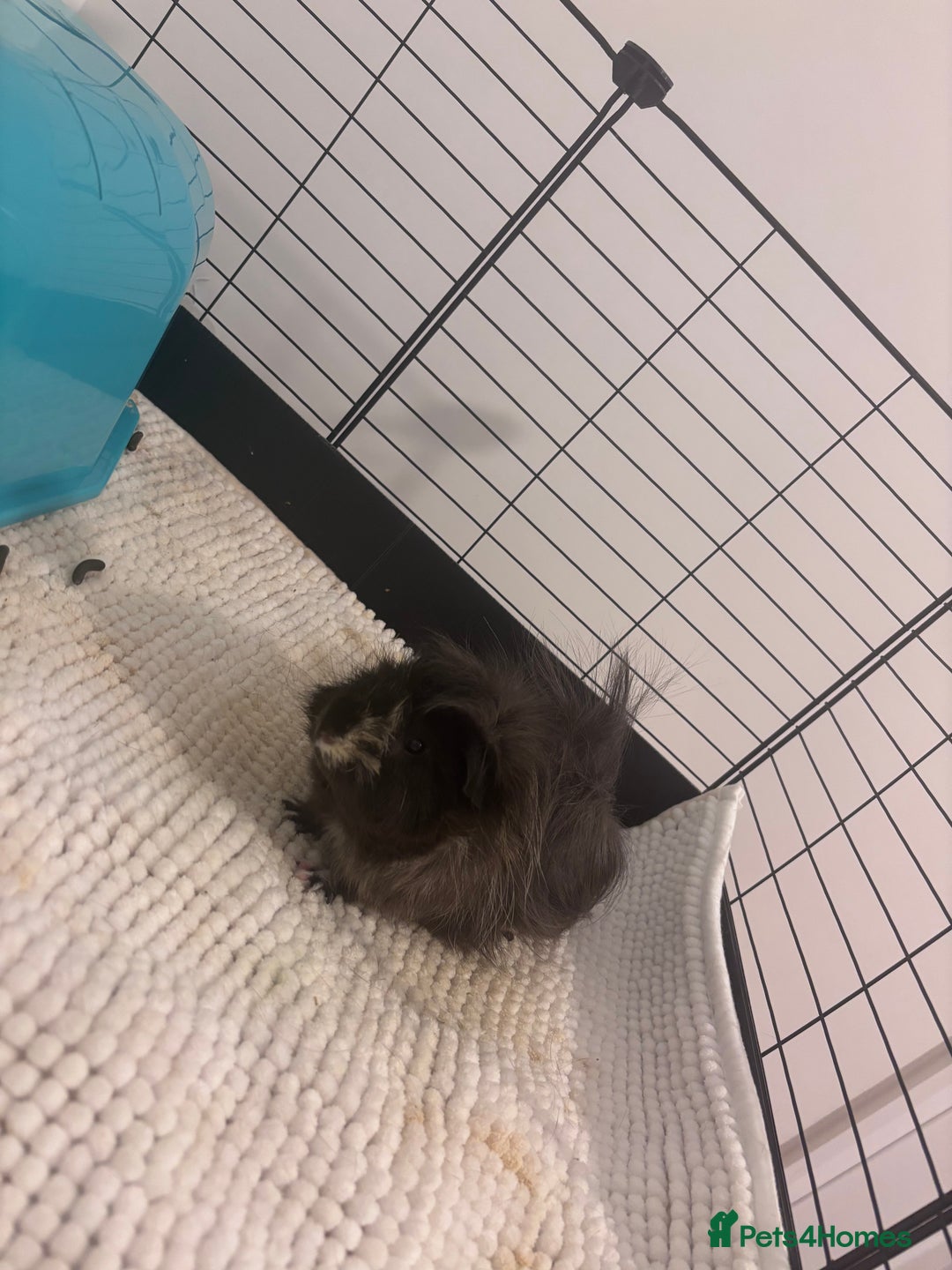 Guinea Pig rodents for sale: 2 male guinea pigs and Kavee cage & accessories  - Image 2