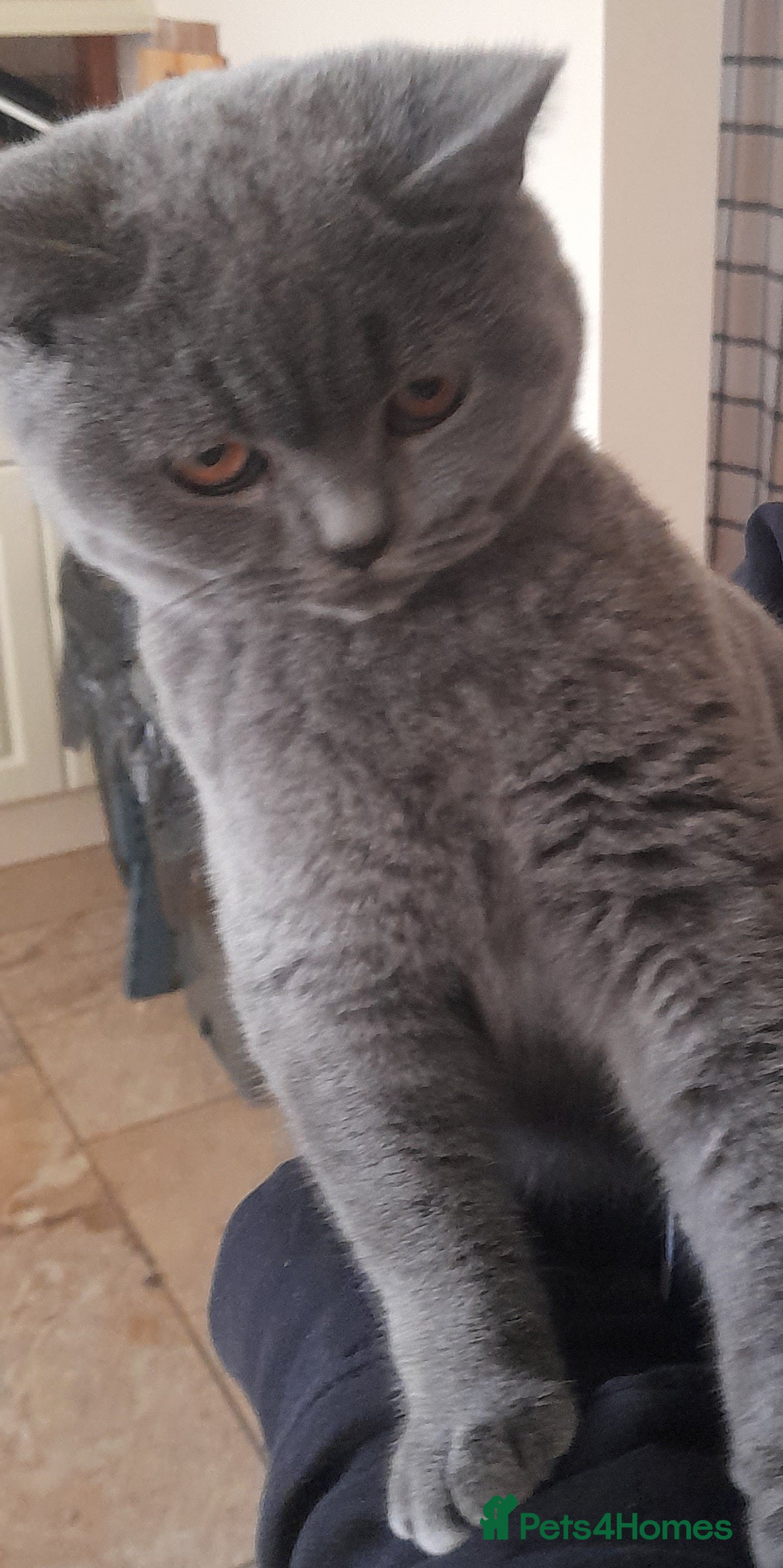 British Shorthair cats BEAUTIFUL PEDIGREE BRITISH SHORT-HAIRED KITTENS  - Advert 18