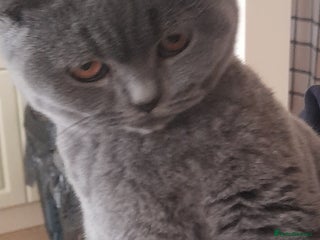 British Shorthair cats BEAUTIFUL PEDIGREE BRITISH SHORT-HAIRED KITTENS - Advert 3