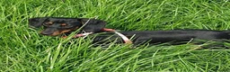 Miniature Dachshund dogs for sale: Wanted loving 5star homes only in Leigh - Advert 4