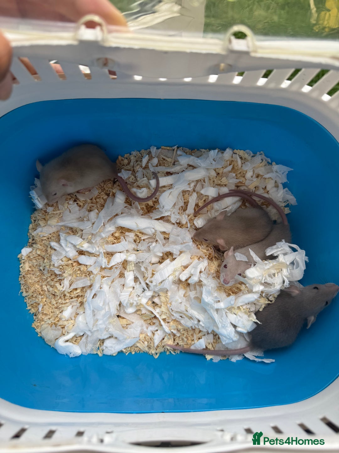 Rat rodents for sale: Dwarf Rats - Image 9
