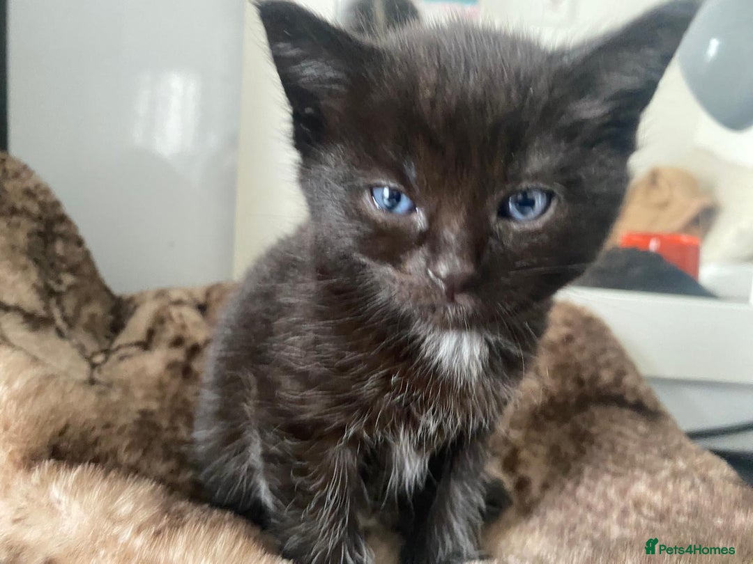 Bombay cats for sale: Black cat for sale - Image 2