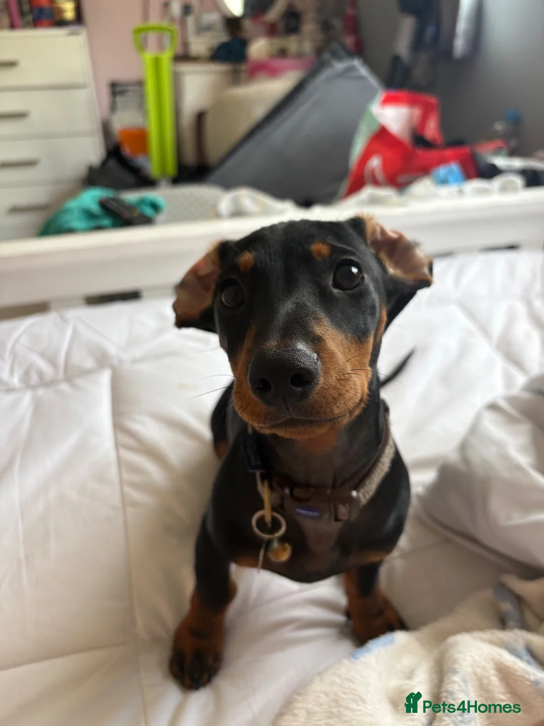 Dachshund dogs for sale: Daschund boy for sale  in Wolverhampton - Advert 1