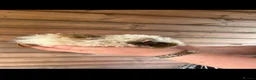 Guinea Pig rodents for sale: 2 male longhairs  - Advert 6