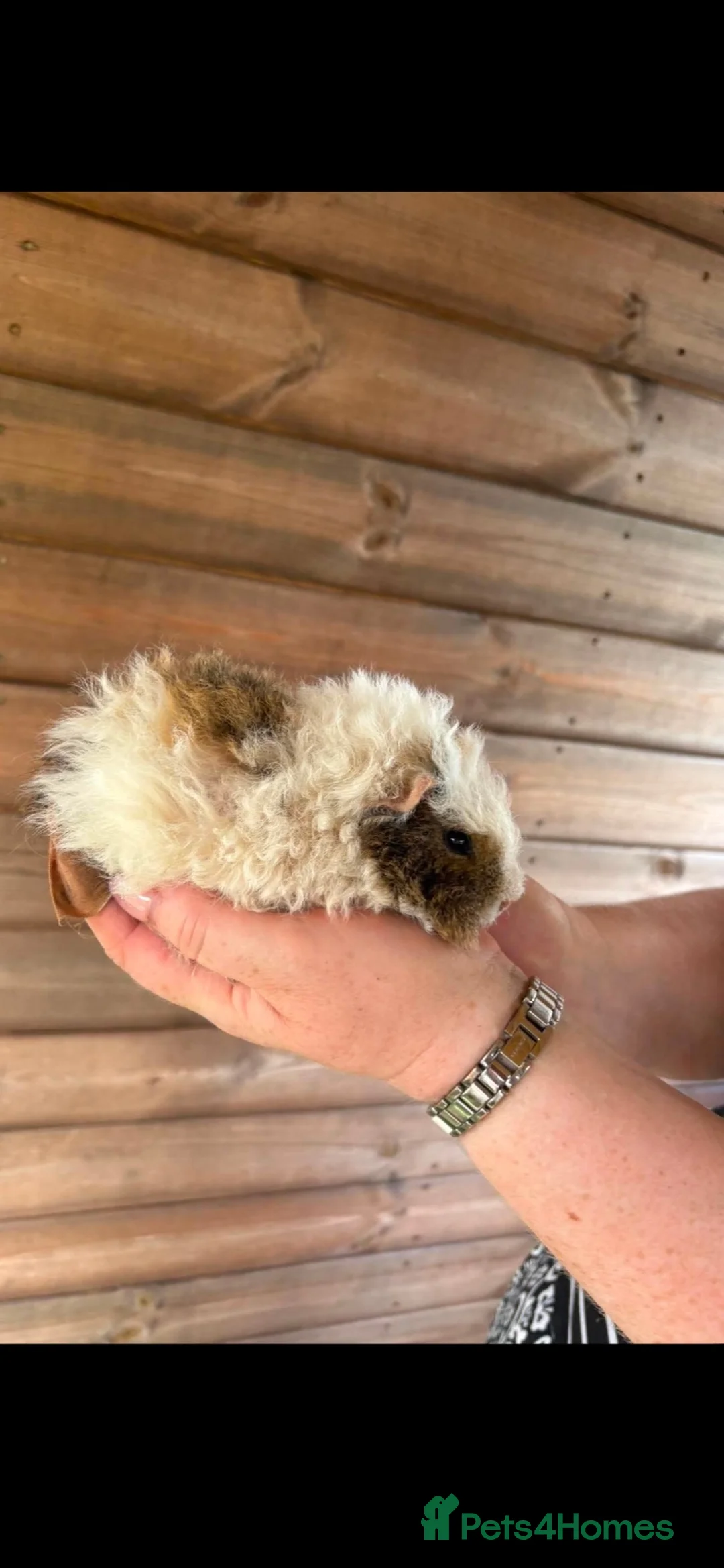 Guinea Pig rodents for sale: 2 male longhairs  - Advert 6