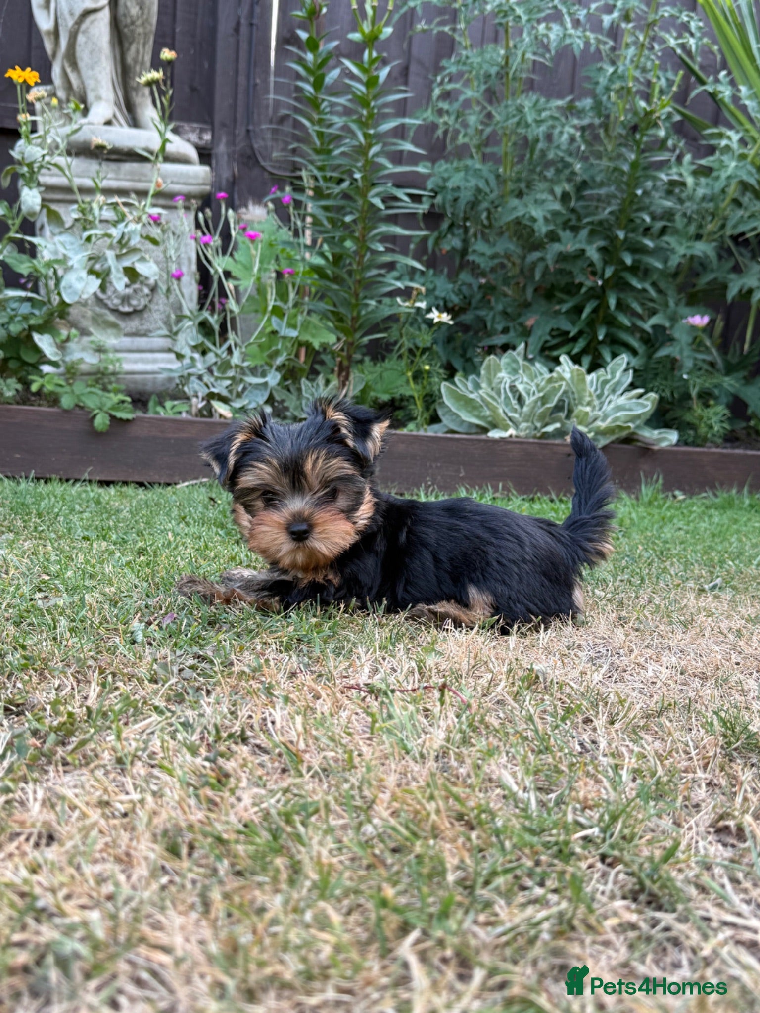 Yorkshire Terrier dogs Kc registered Yorkshire terrier puppies - Advert 2