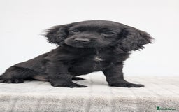 Cocker Spaniel dogs for sale: Cracking Cocker Pups - Image 9