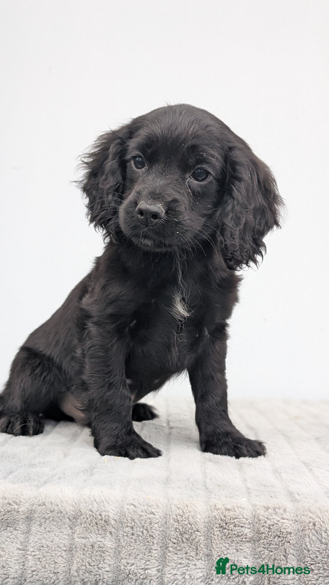 Cocker Spaniel dogs for sale: Cracking Cocker Pups - Image 9