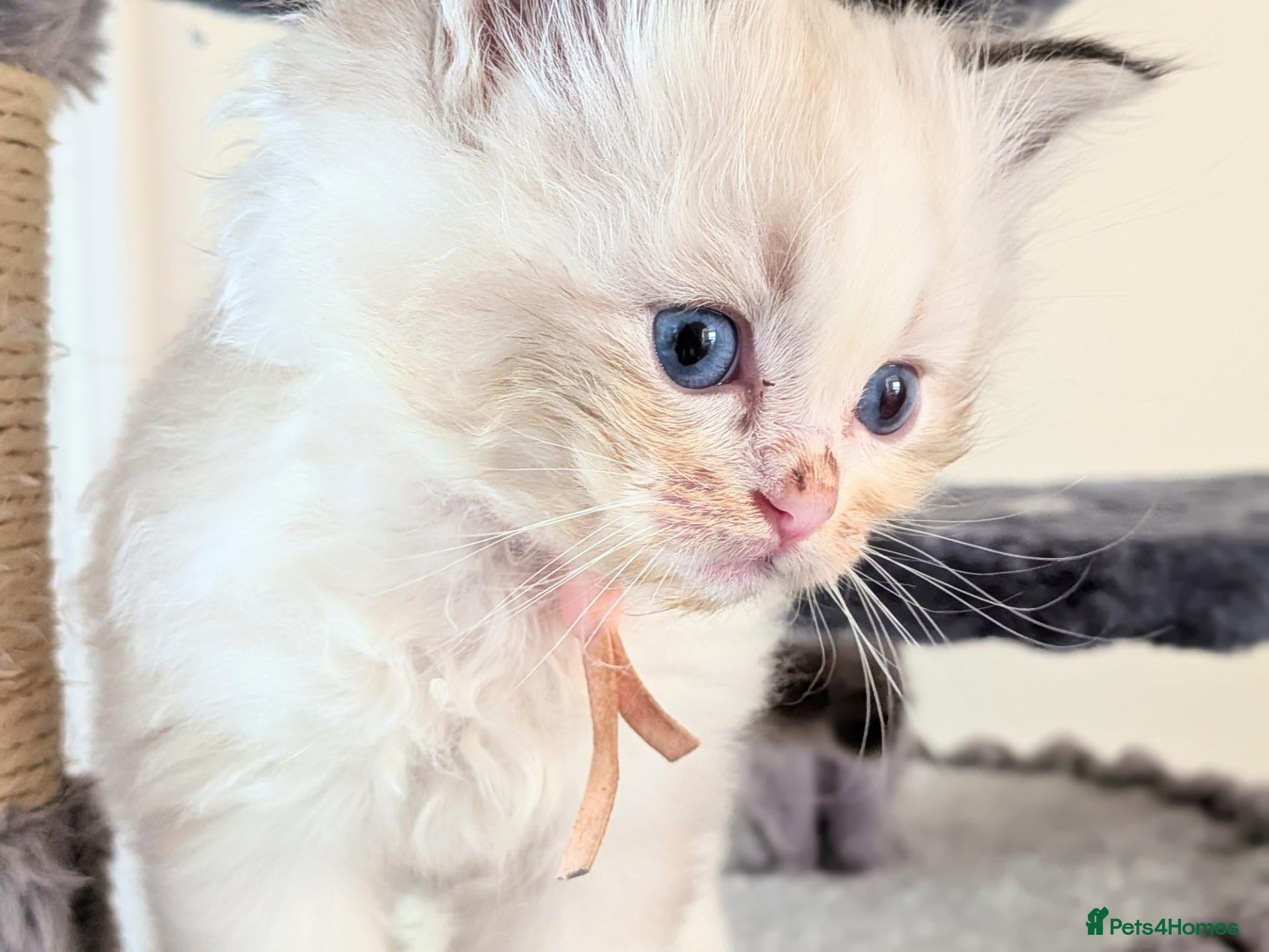Ragdoll cats GCCF Ragdolls • Grand Champion • Blue/Seal/Lynx - Advert 1