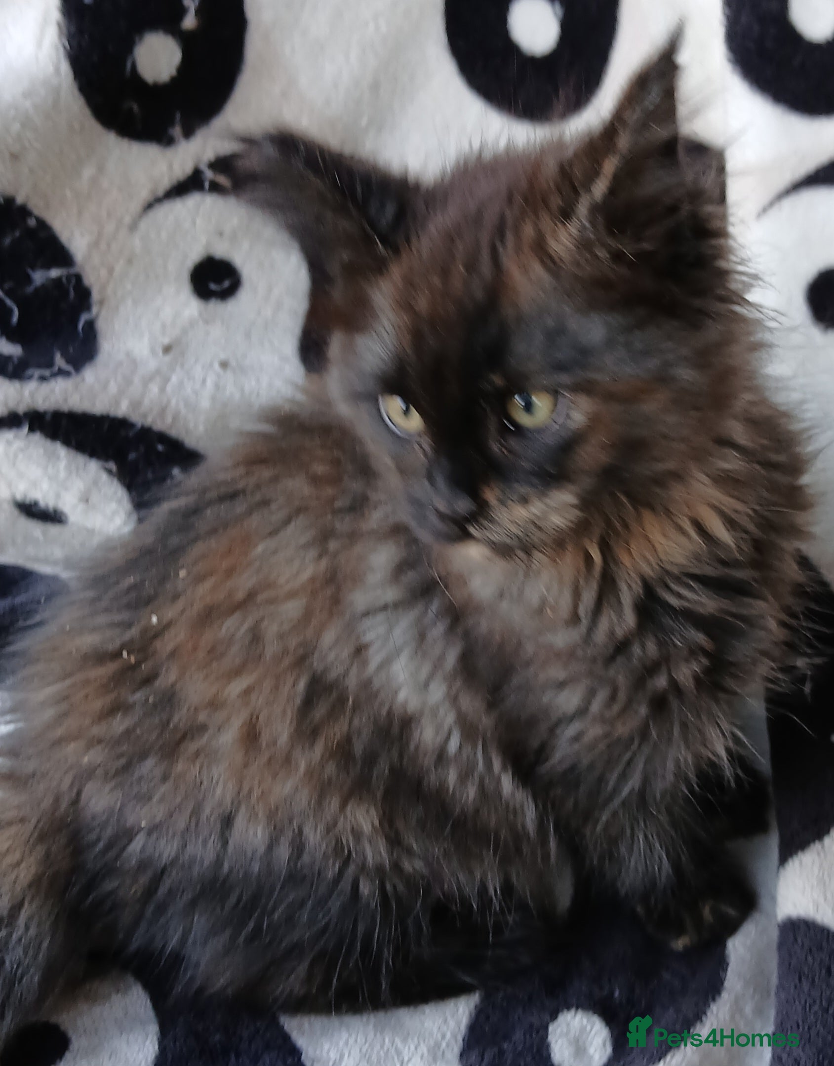 Maine Coon cats Gorgeous TICA reg Maine coons Ready Now! - Advert 5