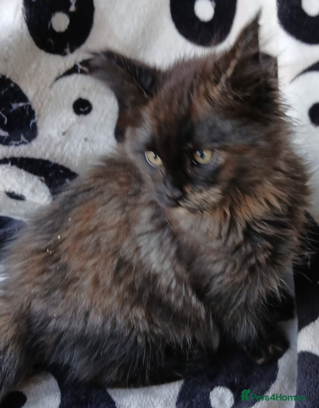 Maine Coon cats for sale: Cuddly TICA reg Maine coons Ready Now! - Advert 5