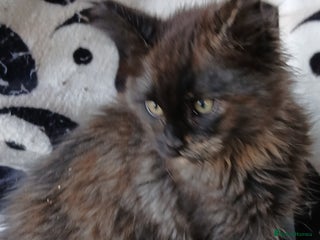 Maine Coon cats Gorgeous TICA reg Maine coons Ready Now! - Advert 5