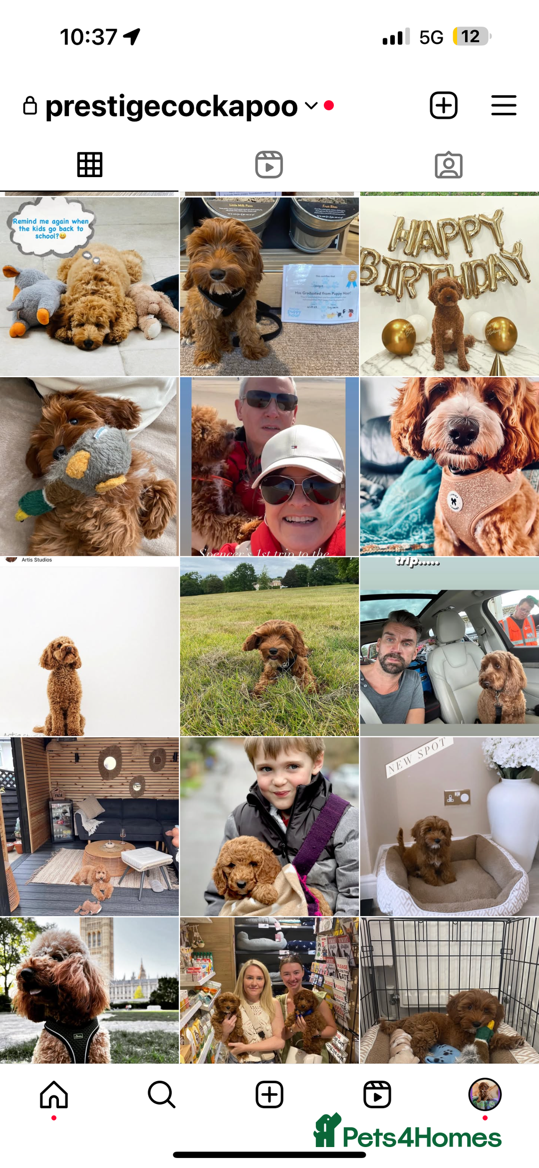 Cavapoo dogs for sale: Extensively Health Tested F1b Cavapoo Puppies  - Advert 13