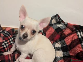 Chihuahua dogs ONE toy pedigree Chihuahua - Advert 3