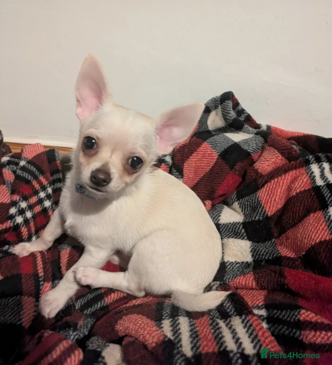Chihuahua dogs for sale: ONE small toy pedigree Chihuahua - Advert 8