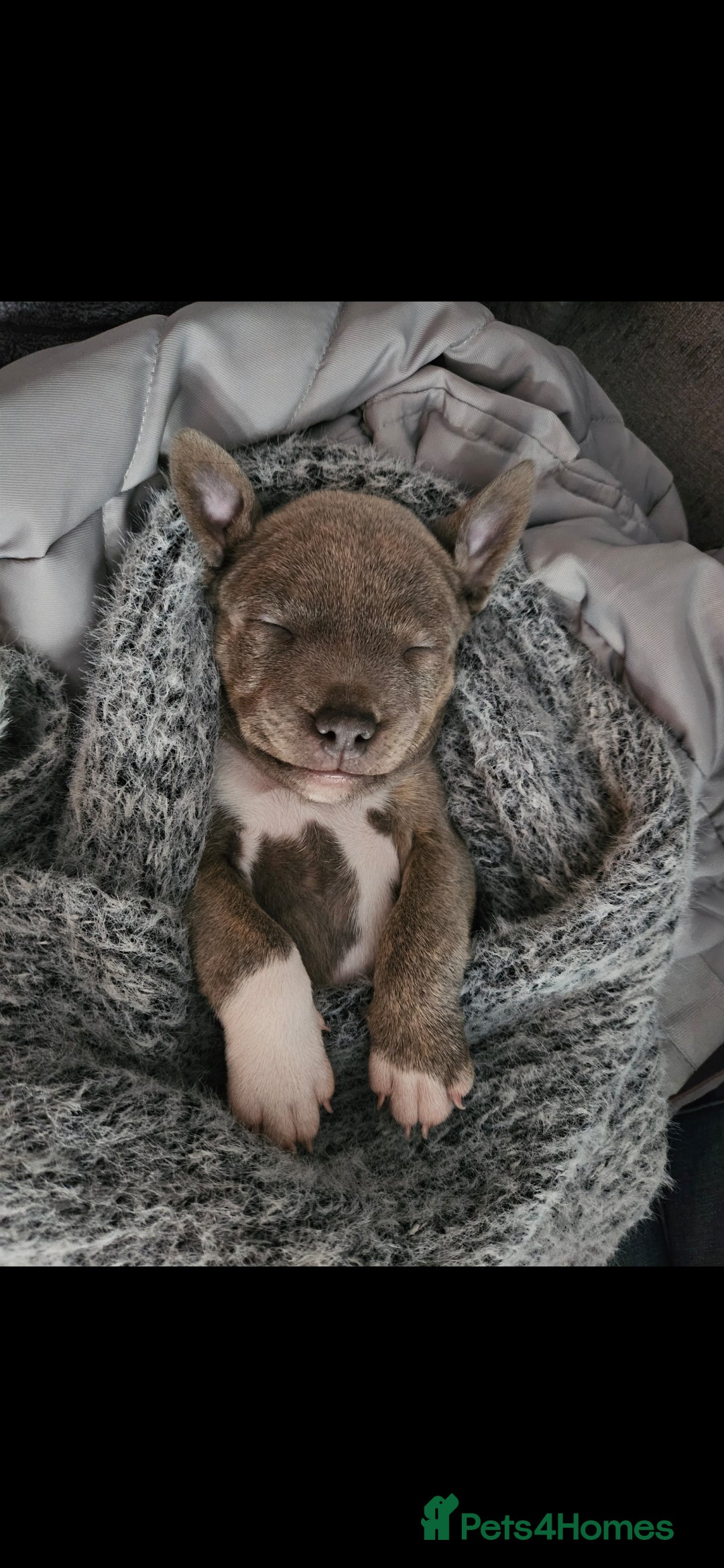 Staffordshire Bull Terrier dogs for sale: Staffy Puppies. Exceptional Temperament. - Advert 3