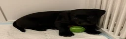 Labrador Retriever dogs for sale: KC reg Labrador puppies: 1 Fox Red, 1 black  in Northwich - Advert 6